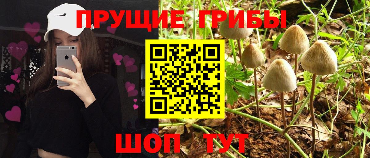 Псилоцибиновые грибы Psilocybe Серпухов
